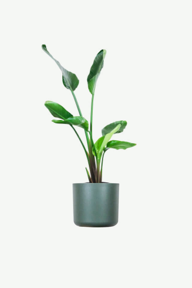 plants-ecommerce-product-featured-img-4 plants ecommerce product featured img 4